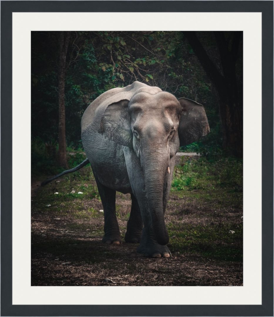 Elephant With Long Trunk – Fotografixs